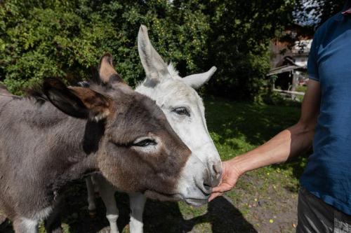 a man is petting a brown and white donkey at Gidnhof in Trins