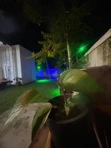 a plant in a pot in a yard at night at Nisha Grean Heaven in Weligama