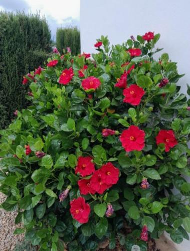 a plant with red flowers in a pot at Casa Rural Camino de los molinos y su establo in La Puebla de los Infantes
