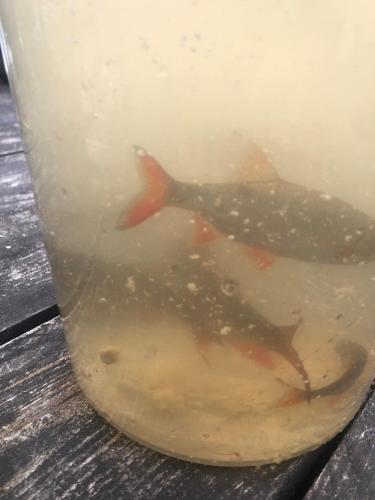 a close up of a glass with two fish in it at Lake cottage with private pier in Bälinge
