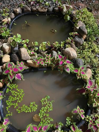a pond with some flowers and insects in it at VARIYATH HOMESTAY THIRUNELLi in Thirunelli