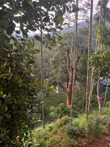 a view of a forest with trees and bushes at VARIYATH HOMESTAY THIRUNELLi in Thirunelli