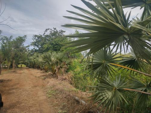 a dirt road through a forest with palm trees at Nature Kingdom Sri Lanka in Hambegamuwa