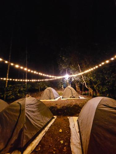 a group of tents in a field with lights at Tropical camping in Wayanad