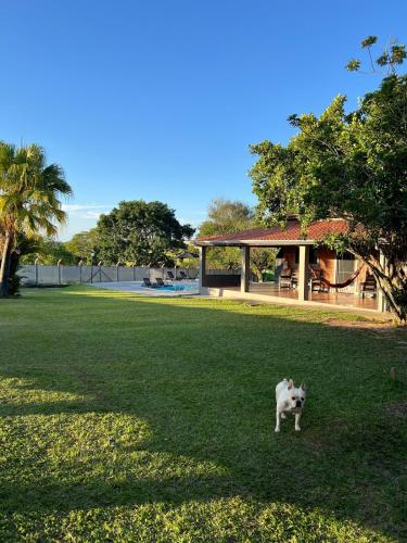 a cat standing in the grass in a field at Country house with pool wifi and perfect view in Itapetininga