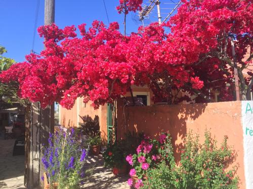 a bunch of pink flowers hanging over a wall at Villa Bettina 1st floor in Afionas