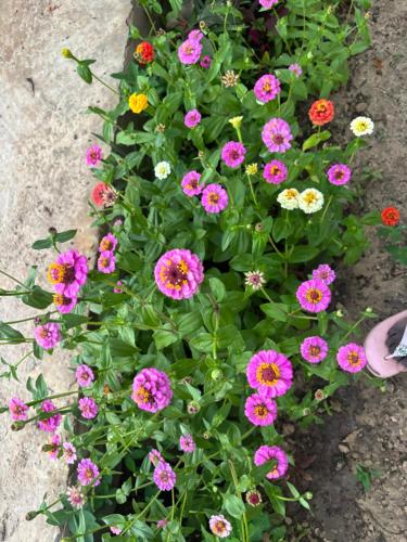 a bunch of colorful flowers in a plant at Villa Chez Diarra in Saint-Louis