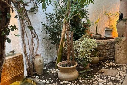 a room with a bunch of potted plants in it at Maison Les Cyprès in Hammamet