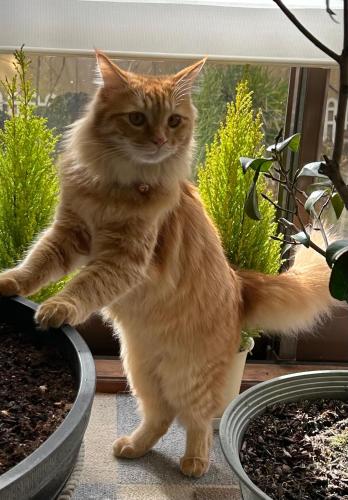an orange cat standing in a flower pot at Pension Ivy in Yamanakako
