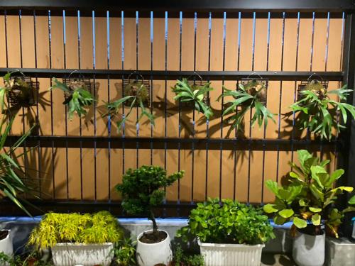 a group of potted plants against a wall at 藍貝島潛水背包旅宿二館 Lambay Island Dive Hostel II in Xiaoliuqiu