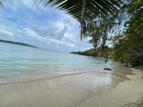 a beach with the ocean and a palm tree at Blissful hill top Apartment in Anse Possession
