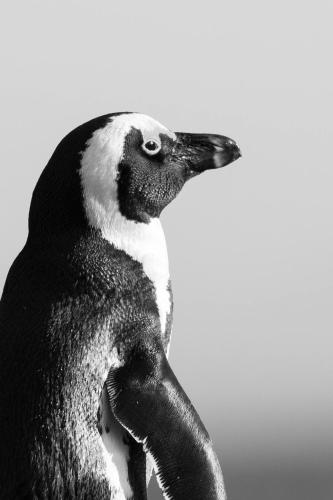 a black and white penguin standing with its head up at Arc Guest House in Cape Town
