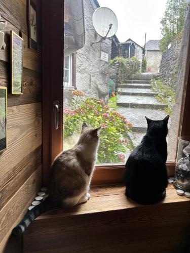 two cats sitting on a window sill looking outside at les chalets de Maryline in Accous