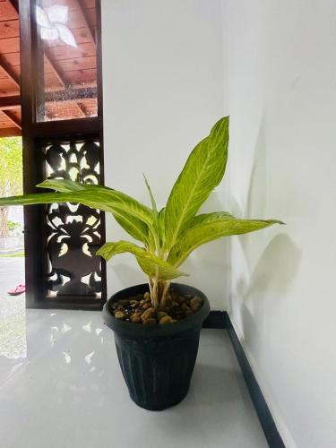 a plant in a black pot sitting on a table at Nisha Grean Heaven in Weligama