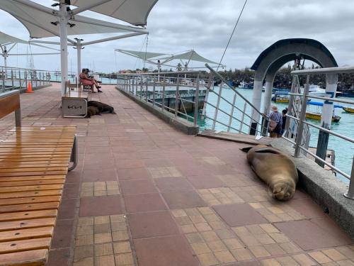 a sea lion laying on the ground next to a dock at Black&White -Dini Muetter- in Puerto Ayora