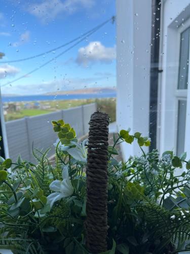 a plant in a pot in a window at Teach Susie Portnoo Accessible Holiday Home with Assistive Equipment in Portnoo