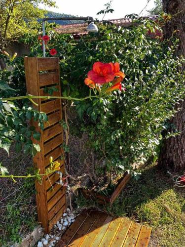 a red flower on a wooden fence in a garden at Maistros Holiday Home in Vourvourou
