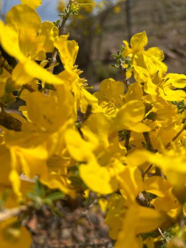 a group of yellow flowers on a tree at Savanna Guest Farm in Grünau
