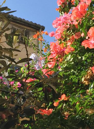 une brousse avec des fleurs roses devant un bâtiment dans l'établissement Maison Olea, à Marseille