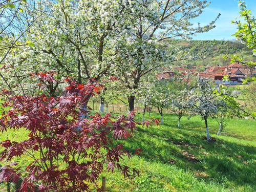a group of trees with flowers in a field at Casa Ciobanca in Vadul lui Carol II