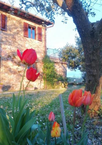 a group of red flowers in front of a building at CASA GIOIA in Greve in Chianti