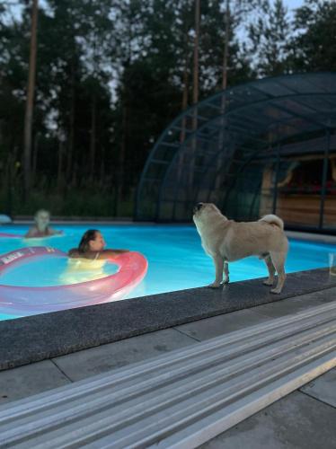 a polar bear standing in front of a swimming pool at Ośrodek u Polaka-domek góralski in Radkowice