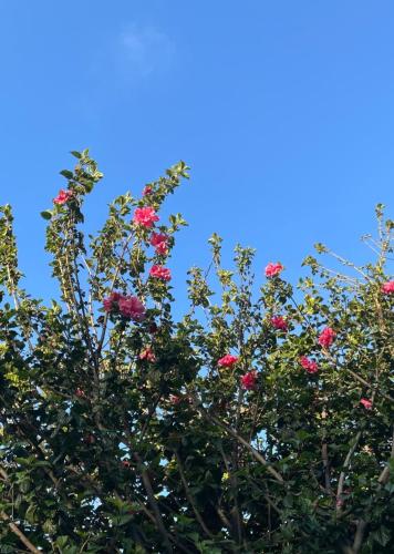 a tree with pink flowers against a blue sky at Hotel boutique Paihuen in Valparaíso