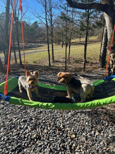 three dogs are sitting on a trampoline at The Knotty Pine Cabin at Cabins of Wolf Pen Gap in Mena