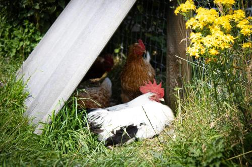 two chickens standing in the grass next to a fence at Home Farm & Lodge in Bawtry