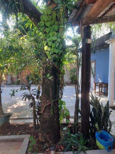 een boom met groene bladeren erop bij La Posada de Dante in Puerto Iguazú