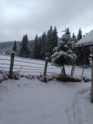 a snow covered yard with a tree and a fence at Casa de Piatră - Colț de Rai in Arieşeni