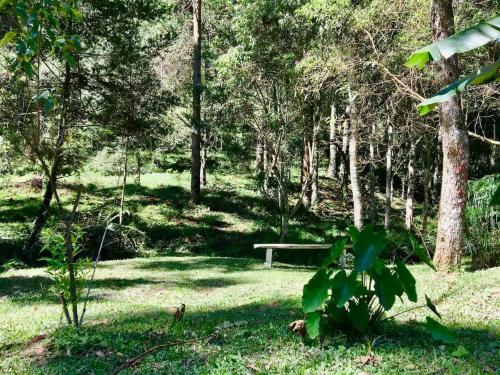a park with a bench in the middle of a forest at Casa Araucária no Refugio Pinheiro Beira Rio in Sapucaí-Mirim