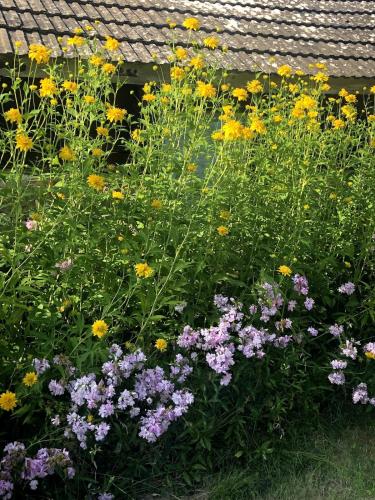 a field of purple and yellow flowers next to a roof at Beautiful farm in the heart of Smaland in Linneryd