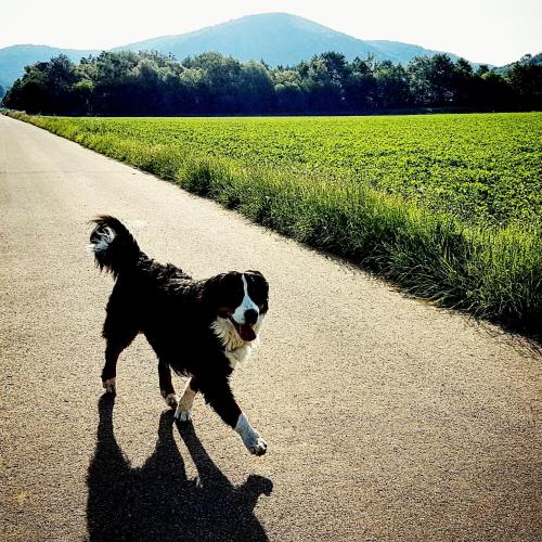 a dog running down a road with its shadow at Apartment Kerbholz - zwischen Südschwarzwald und Schweiz in Klettgau