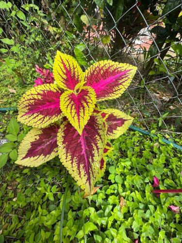 a yellow and pink flower on a fence at Cabaña La Sanguina 4 Pax in Ocaña