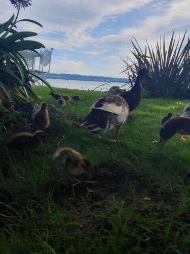 a group of ducks in the grass near the water at Lake view room with bathroom in Rotorua