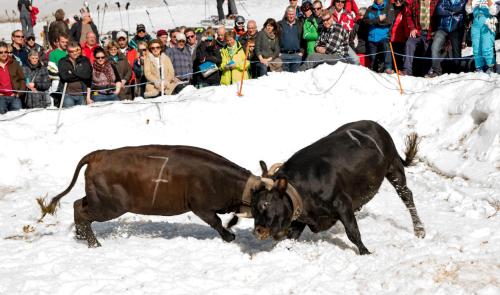 two bulls fighting in the snow in front of a crowd at Apartments Residenz Iris in Leukerbad