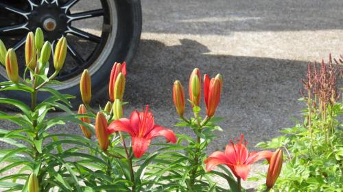 a group of red flowers in front of a tire at Hôtel Château Albert in Bertrand