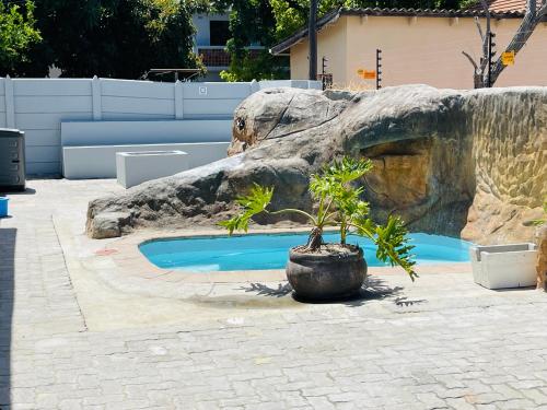 a potted plant sitting in front of a swimming pool at Maita Guest in Cape Town