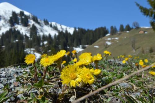a bunch of yellow flowers on a mountain at Appartments Haus Monika in Schoppernau