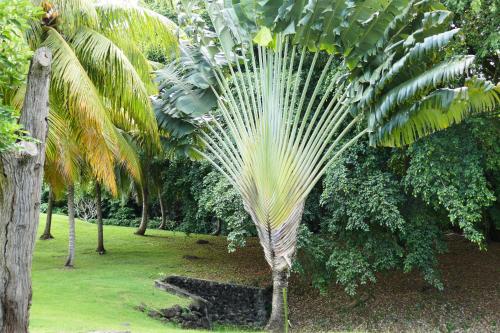 a large palm tree in a field of grass at PIERRE & VACANCES Margarita 35 in Sainte-Luce