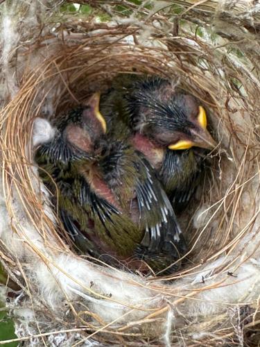 a group of birds sitting in a nest at Canyon View Self Catering unit in Groot Brak Rivier