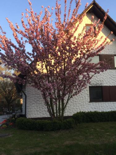a tree with pink flowers in front of a building at Die Kirsche in Achern