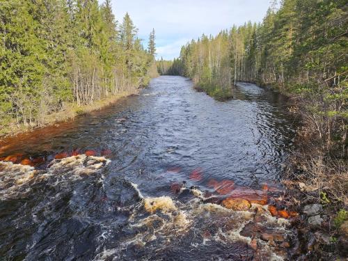 a river with red kites in the water at The view of Skattungbyn in Skattungbyn