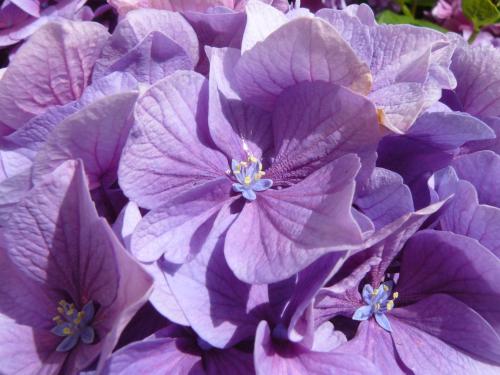a bunch of purple flowers with blue centers at A l'Ombre des Pommiers in Ergué-Gabéric