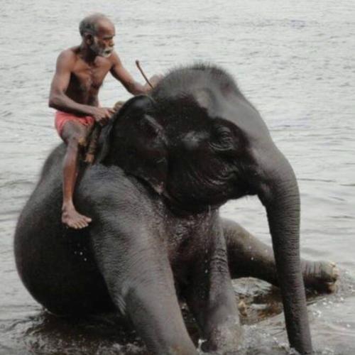 a man riding on the back of an elephant in the water at Namasthe Ayurveda and Yoga Retreat Cochin in Nedumbassery