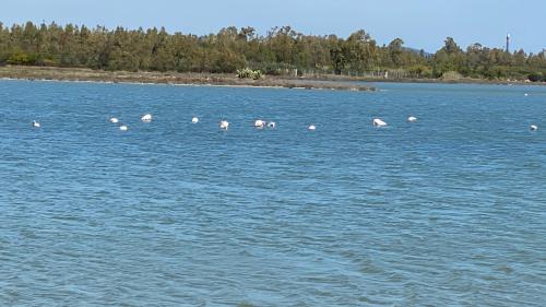 a group of flamingos standing in the water at Il Nido in Muravera
