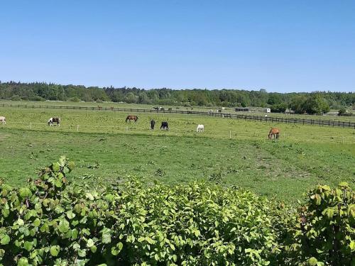 Zvířata v apartmánu nebo okolí