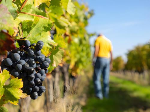 a man walking through a vineyard with grapes at Sur La Route Des Vins - Libourne in Libourne
