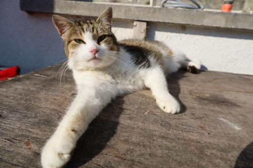 a cat laying on top of a wooden table at Erholung am Lehmooserhof in Gnadenwald